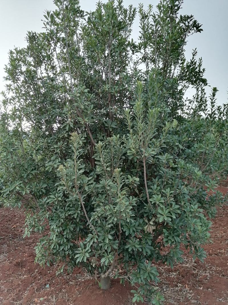 杨梅树