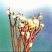 结香鲜切花、金腰袋、打结花、梦冬花、喜花