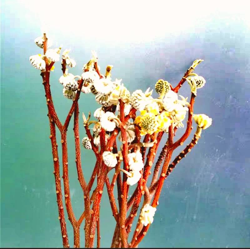 结香鲜切花、金腰袋、打结花、梦冬花、喜花