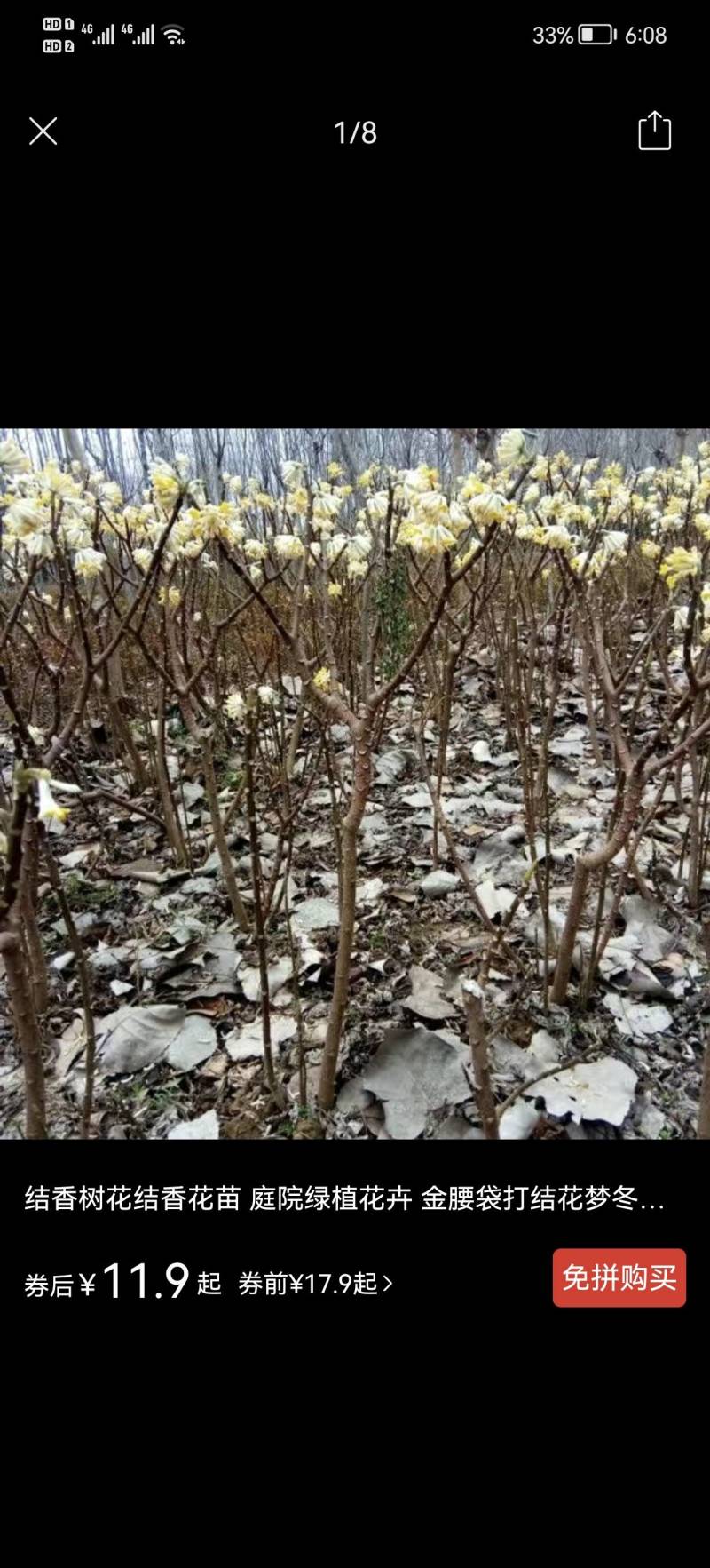 结香鲜切花、金腰袋、打结花、梦冬花、喜花