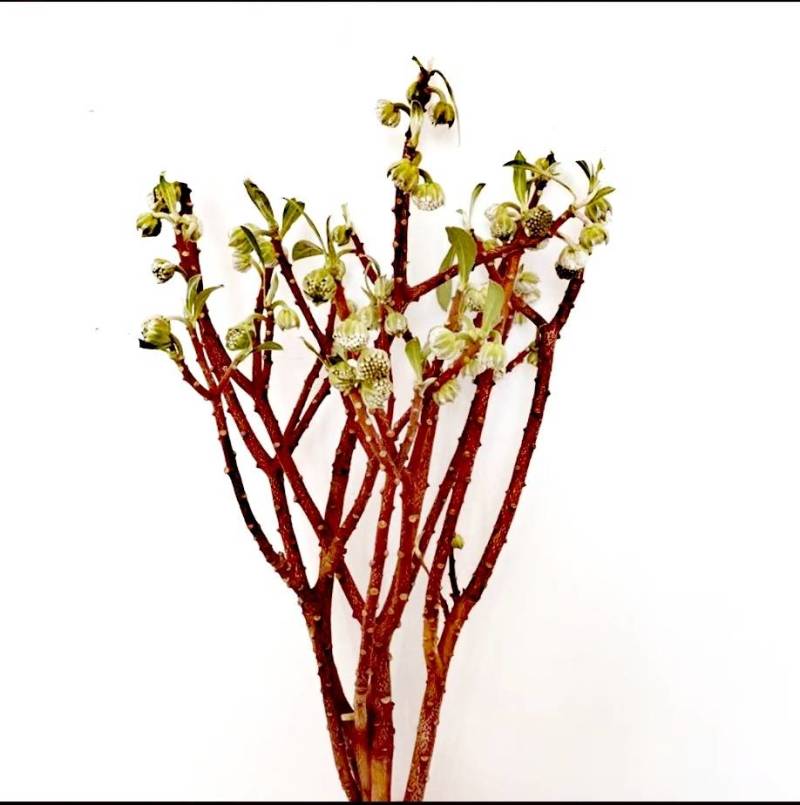 结香鲜切花、金腰袋、打结花、梦冬花、喜花