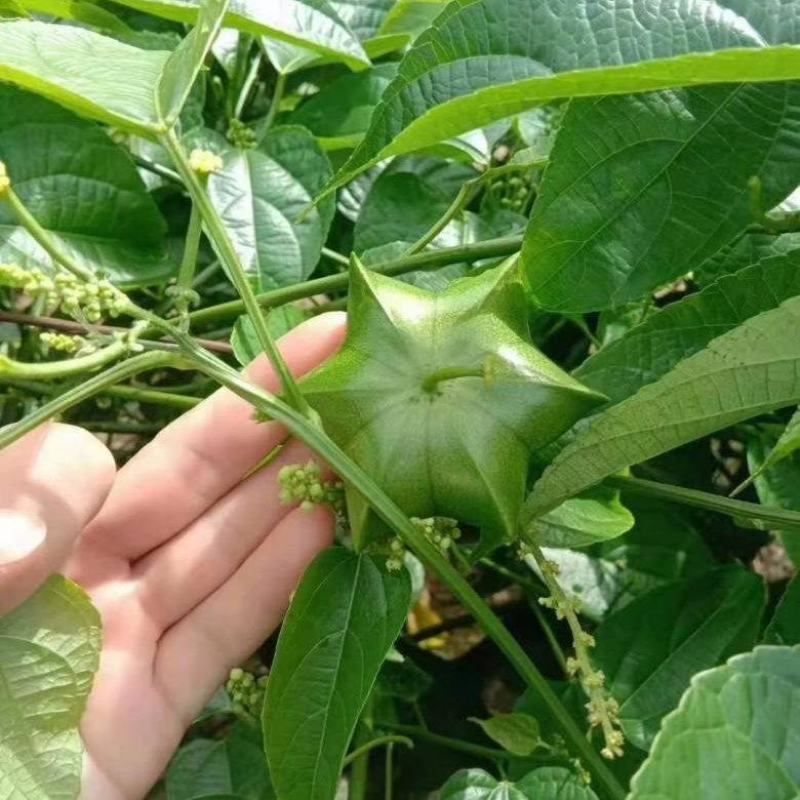散装印加果种子南美油藤药材星油藤食用保健印奇果印加果