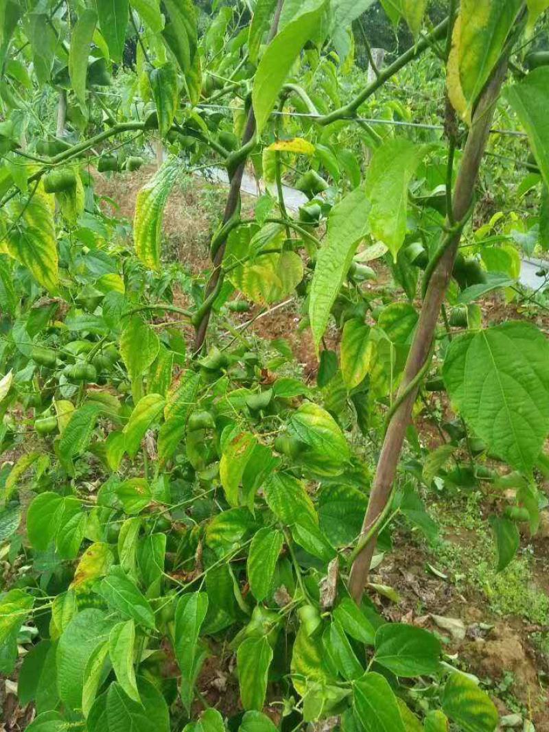散装印加果种子南美油藤药材星油藤食用保健印奇果印加果