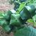 散装印加果种子南美油藤药材星油藤食用保健印奇果印加果