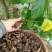 散装印加果种子南美油藤药材星油藤食用保健印奇果印加果