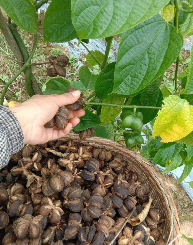 散装印加果种子南美油藤药材星油藤食用保健印奇果印加果