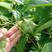 散装印加果种子南美油藤药材星油藤食用保健印奇果印加果