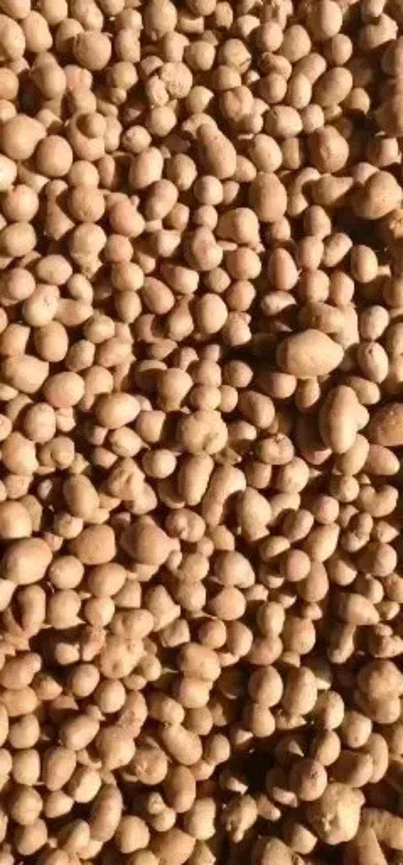 【精选】精品白玉山药豆批发产地直供质量保证量大优惠
