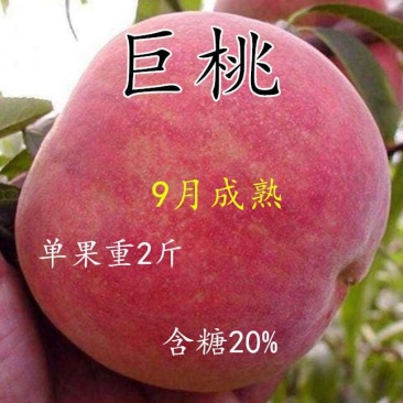 【新品种】桃树苗特大离核神州巨桃王血桃春蜜早熟晚熟