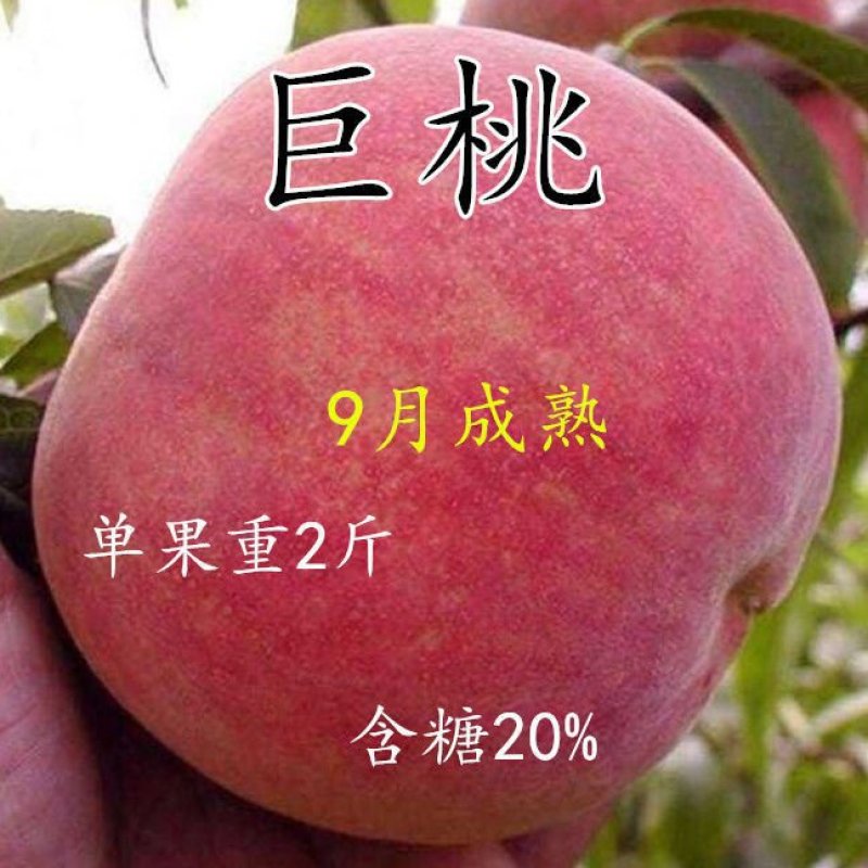 【新品种】桃树苗特大离核神州巨桃王血桃春蜜早熟晚熟