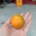 脆蜜金柑苗