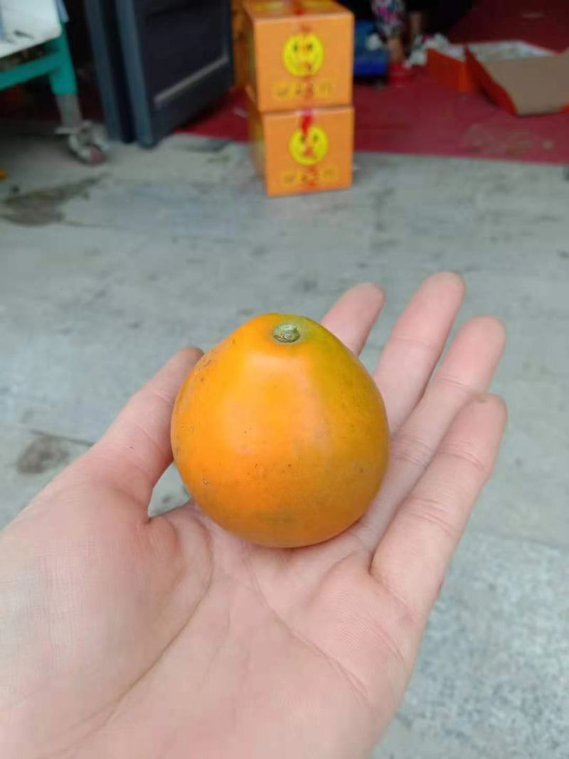 脆蜜金柑苗