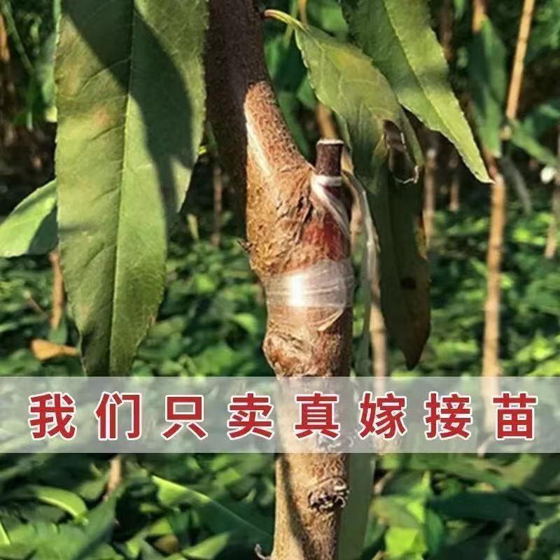 【新品种】桃树苗特大离核神州巨桃王血桃春蜜早熟晚熟
