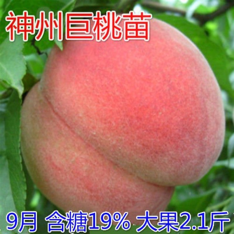 【新品种】桃树苗特大离核神州巨桃王血桃春蜜早熟晚熟