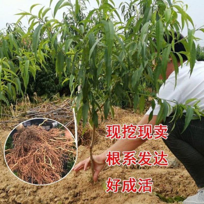 【新品种】桃树苗特大离核神州巨桃王血桃春蜜早熟晚熟