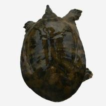 天然生长的黑花甲鱼2.5斤至4斤，质量杆杆的