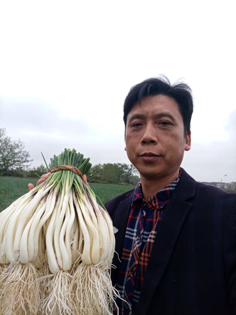 精品藠头