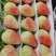 烘焙草莓四季草莓巧克力草莓冬草莓夏草莓甜查理章姬草莓黔莓