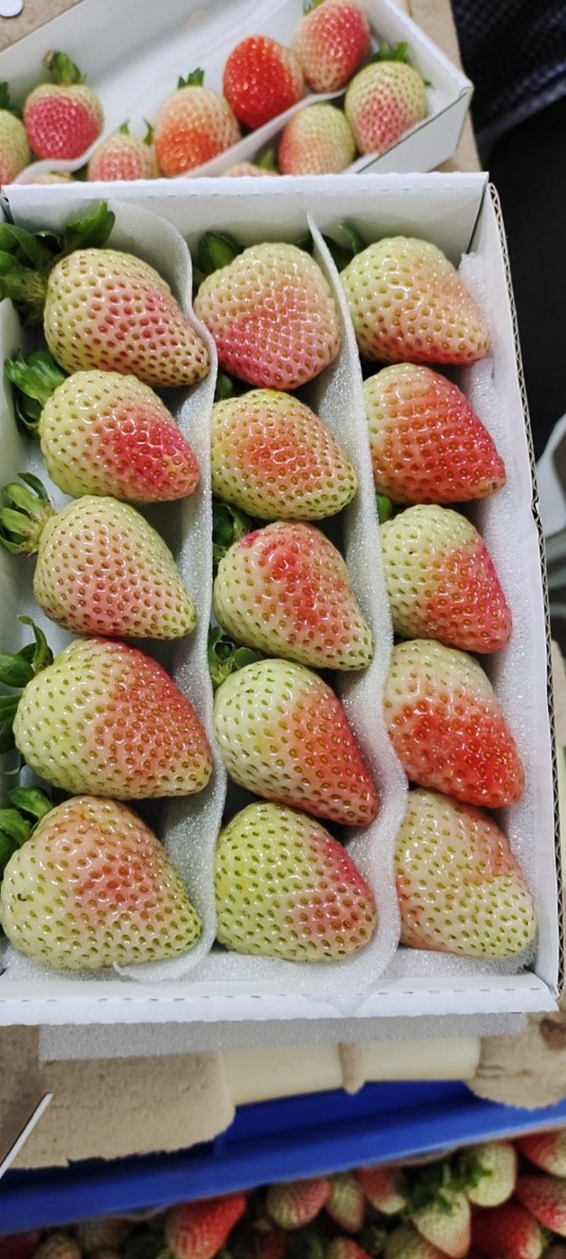 烘焙草莓四季草莓巧克力草莓冬草莓夏草莓甜查理章姬草莓黔莓