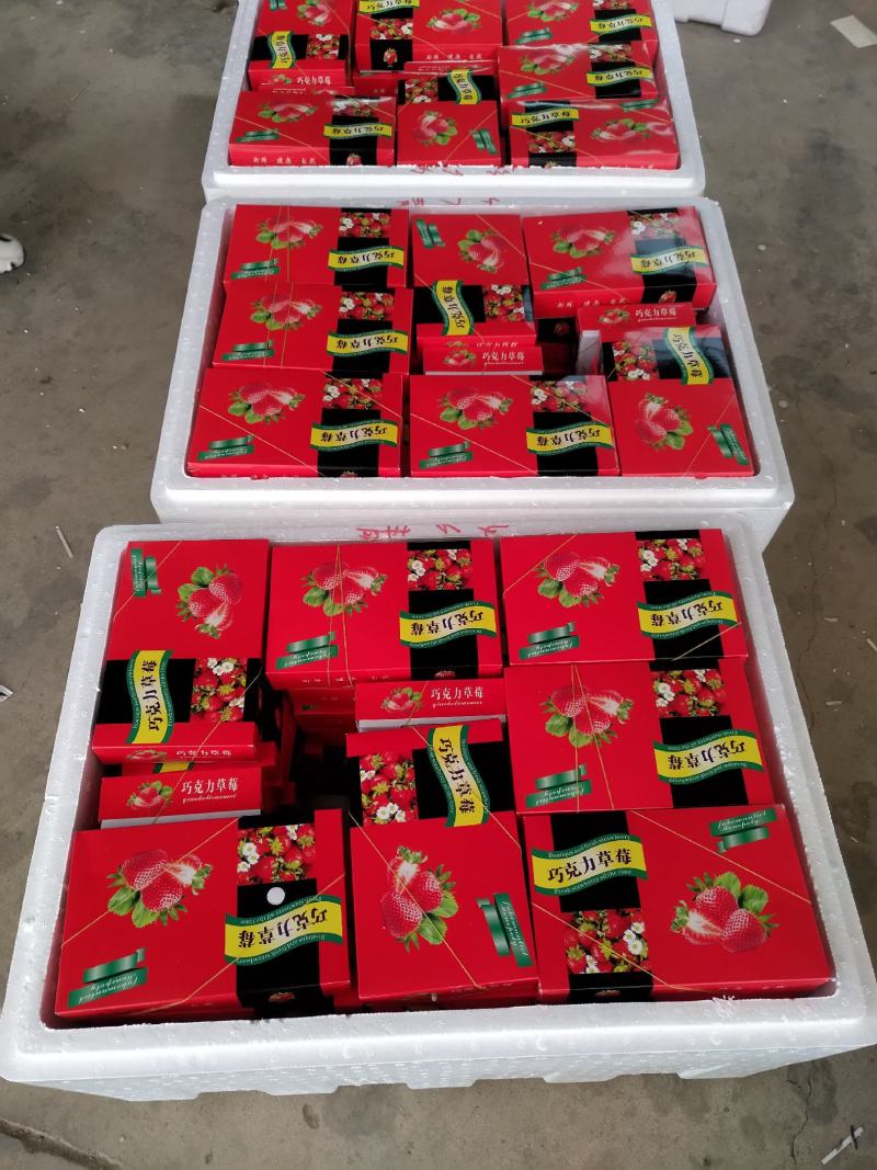 烘焙草莓四季草莓巧克力草莓冬草莓夏草莓甜查理章姬草莓黔莓
