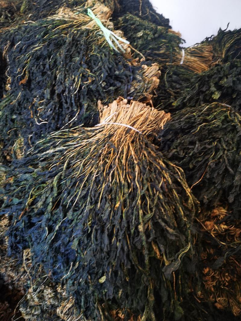 脱水风干萝卜叶子！干萝卜叶子，出口风干萝卜叶子！外婆菜！