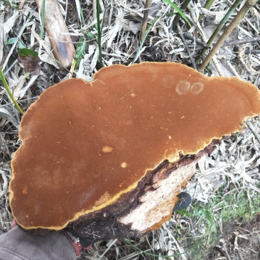 桑黄紫油黄品种