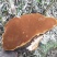 桑黄紫油黄品种