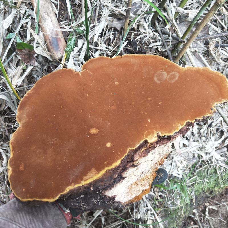 桑黄紫油黄品种