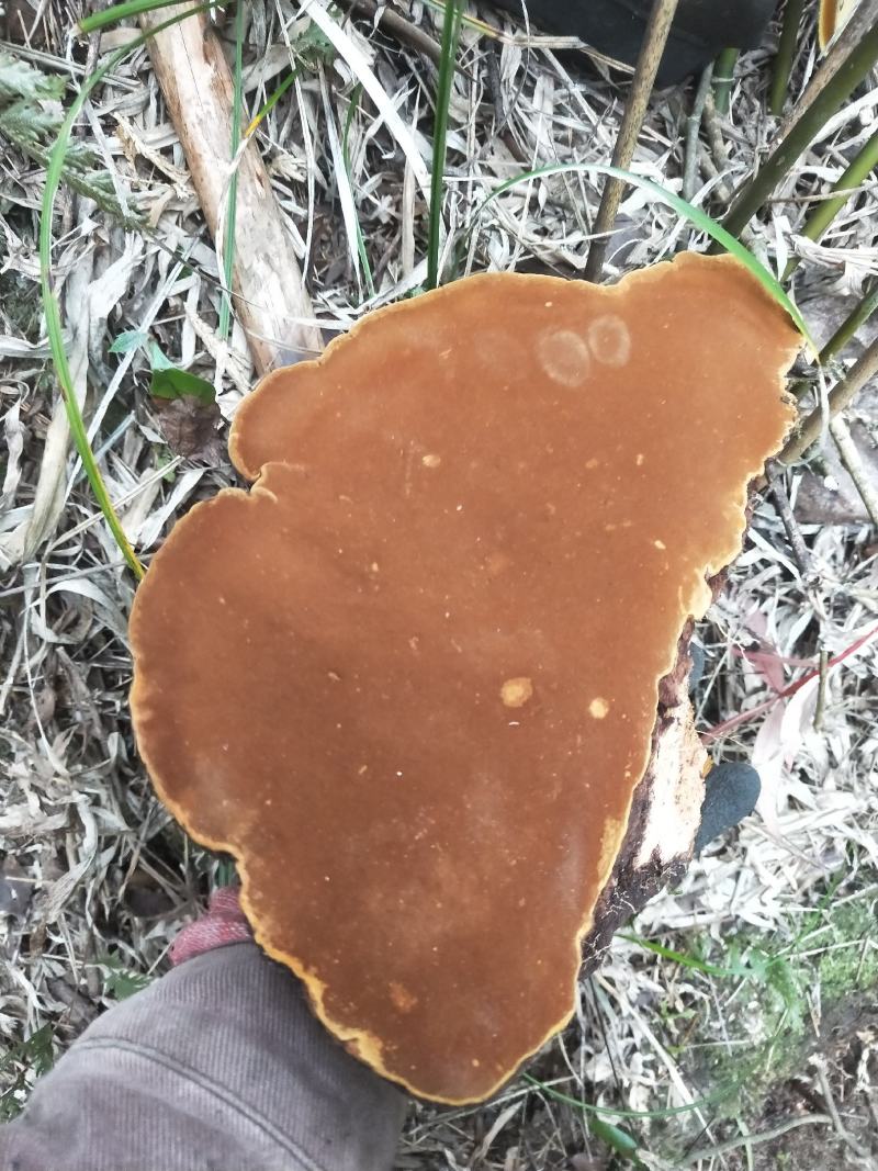 桑黄紫油黄品种