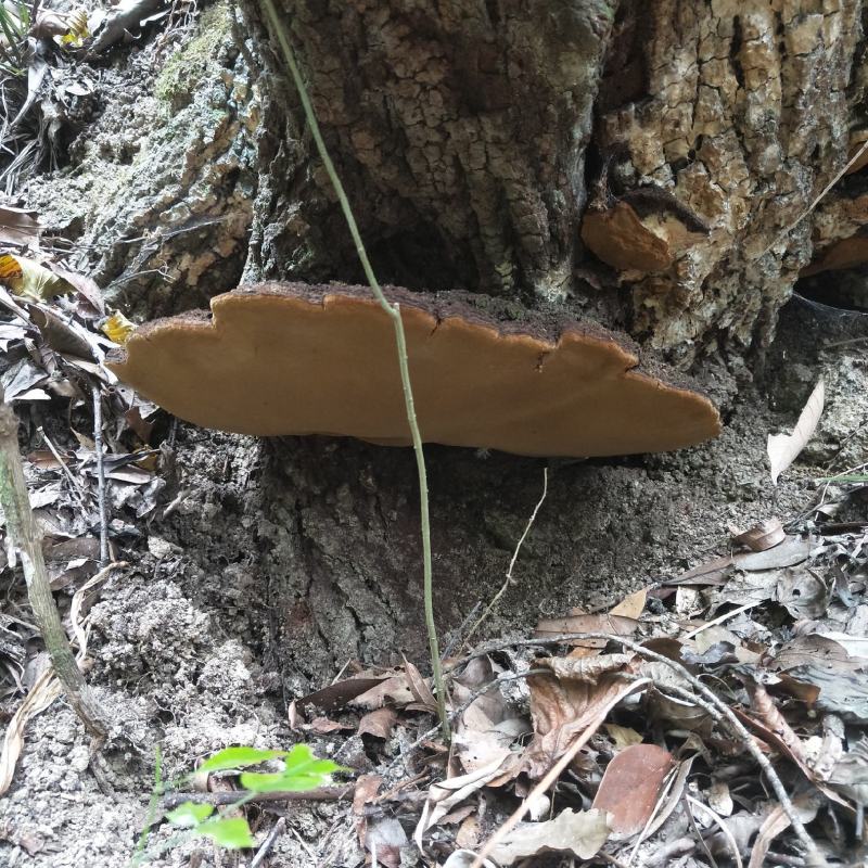桑黄紫油黄品种