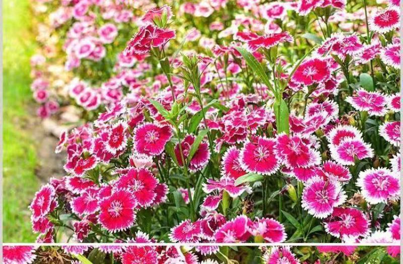 耐寒多年生五彩石竹花种子四季易种室外阳台景观美国石竹花种