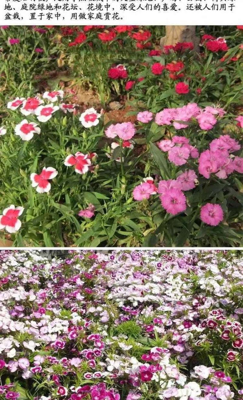 耐寒多年生五彩石竹花种子四季易种室外阳台景观美国石竹花种