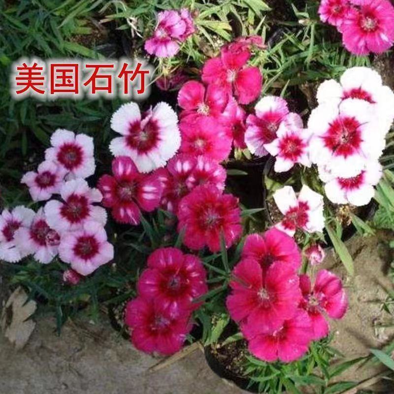 耐寒多年生五彩石竹花种子四季易种室外阳台景观美国石竹花种