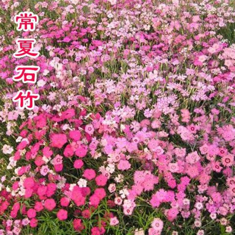 耐寒多年生五彩石竹花种子四季易种室外阳台景观美国石竹花种