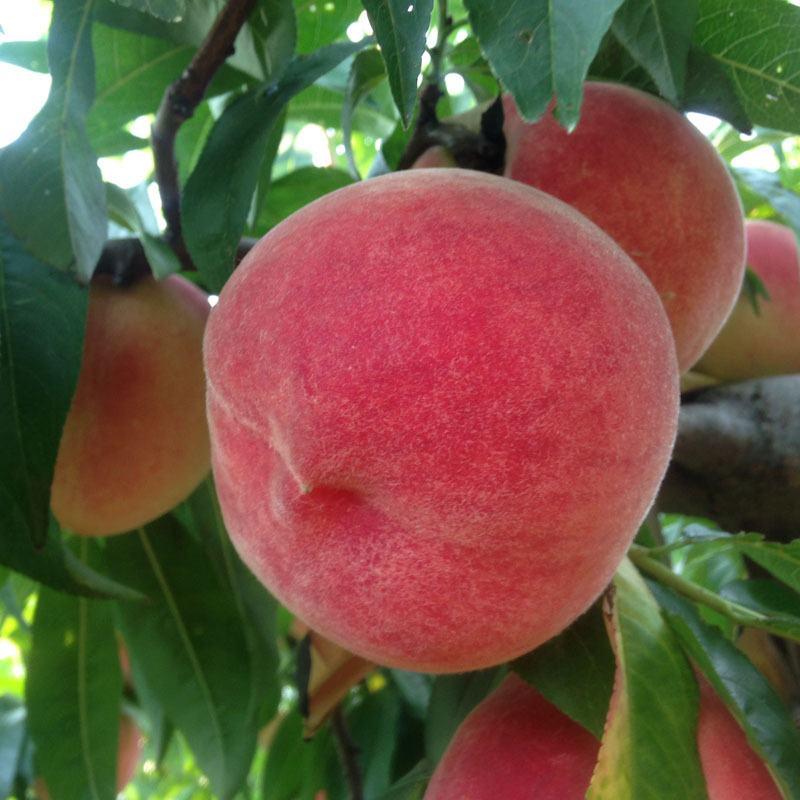 桃树苗新品种特大离核五月红巨王桃南北方种植包成活