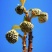 结香鲜切花、金腰袋、打结花、梦冬花、喜花