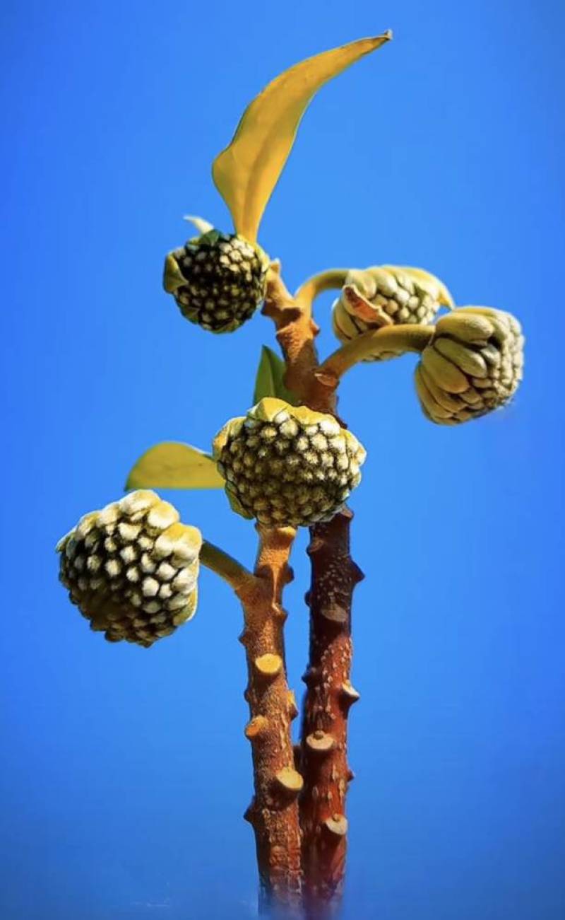 结香鲜切花、金腰袋、打结花、梦冬花、喜花