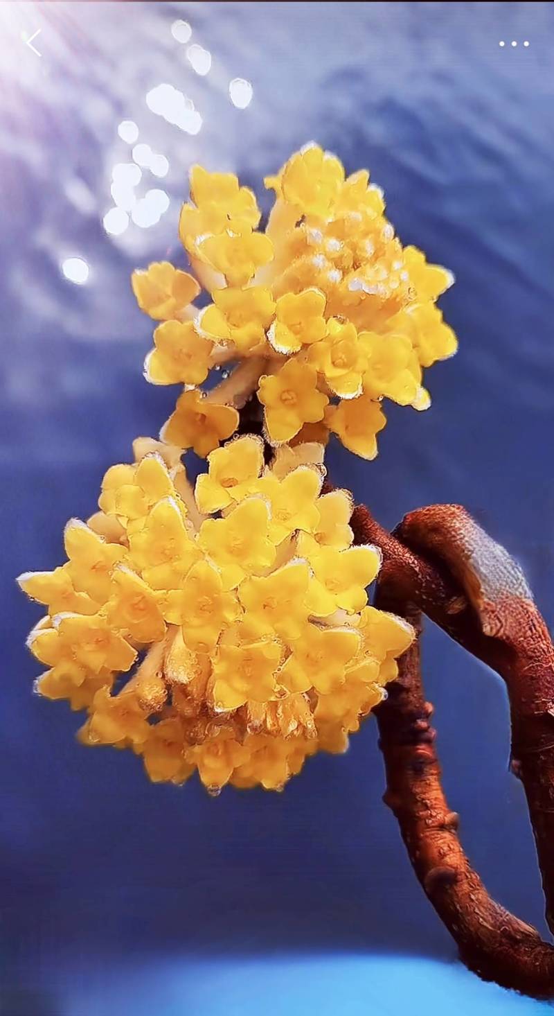 结香鲜切花、金腰袋、打结花、梦冬花、喜花