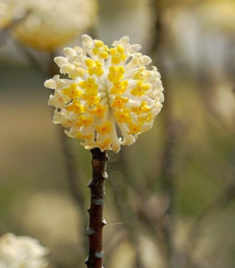 结香鲜切花、金腰袋、打结花、梦冬花、喜花