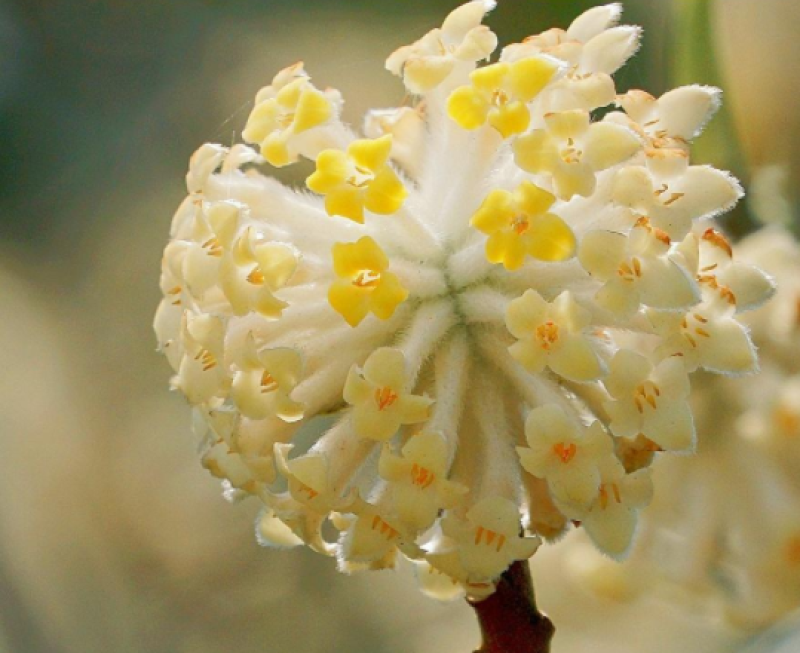 结香鲜切花、金腰袋、打结花、梦冬花、喜花