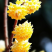 结香鲜切花、金腰袋、打结花、梦冬花、喜花