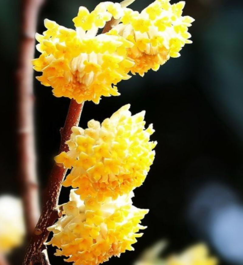 结香鲜切花、金腰袋、打结花、梦冬花、喜花
