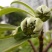 结香鲜切花、金腰袋、打结花、梦冬花、喜花