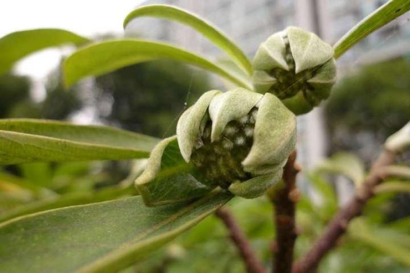 结香鲜切花、金腰袋、打结花、梦冬花、喜花