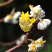 结香鲜切花、金腰袋、打结花、梦冬花、喜花