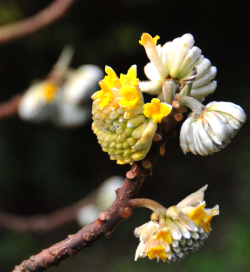 结香鲜切花、金腰袋、打结花、梦冬花、喜花