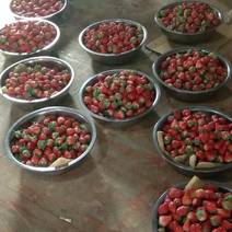 红颜奶油草莓上市了