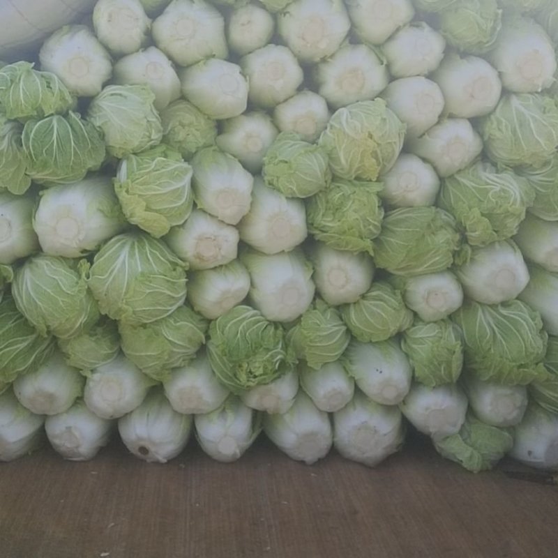 大荔白菜青杂三号大荔上市……………………