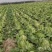 大荔白菜青杂三号大荔上市……………………