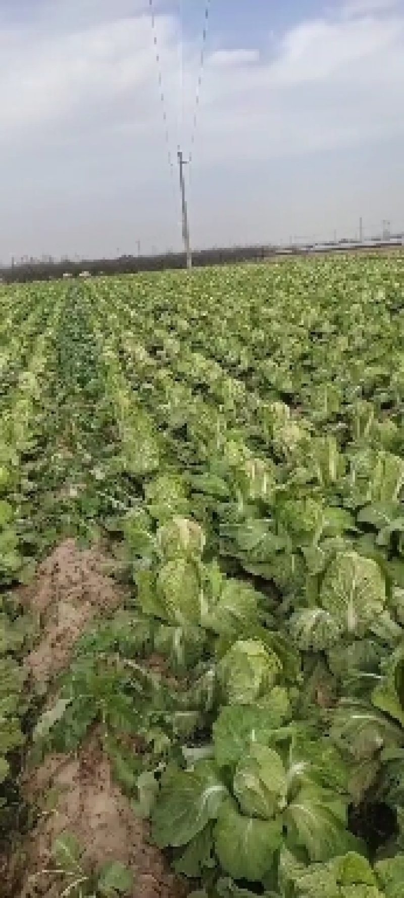大荔白菜青杂三号大荔上市……………………